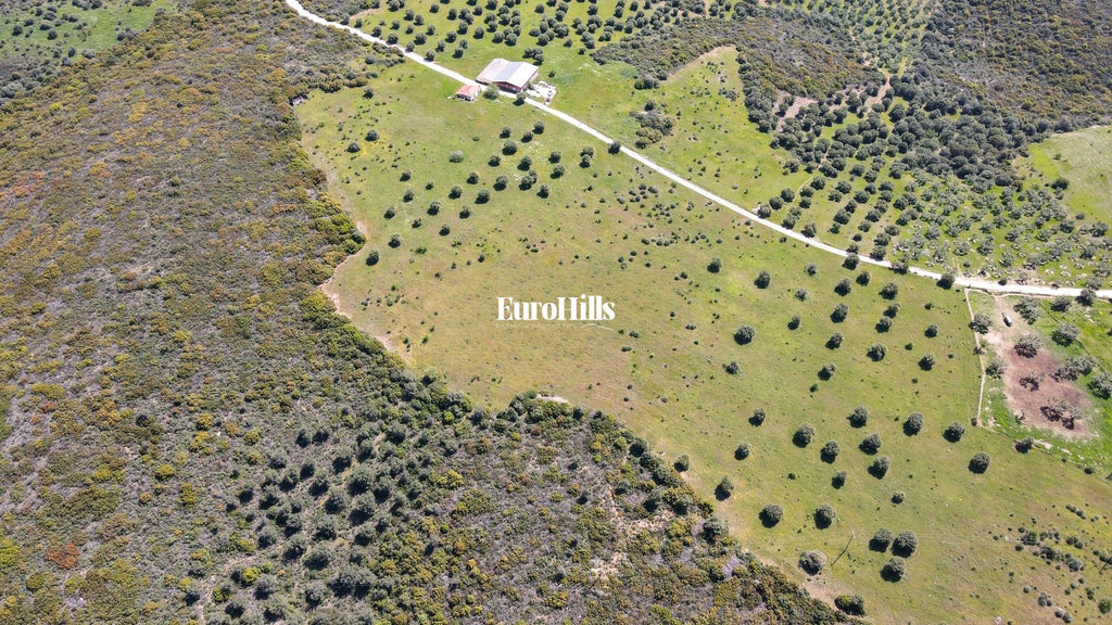 Olive Grove Land 44,063 m² | Coast of Halkidiki Greece