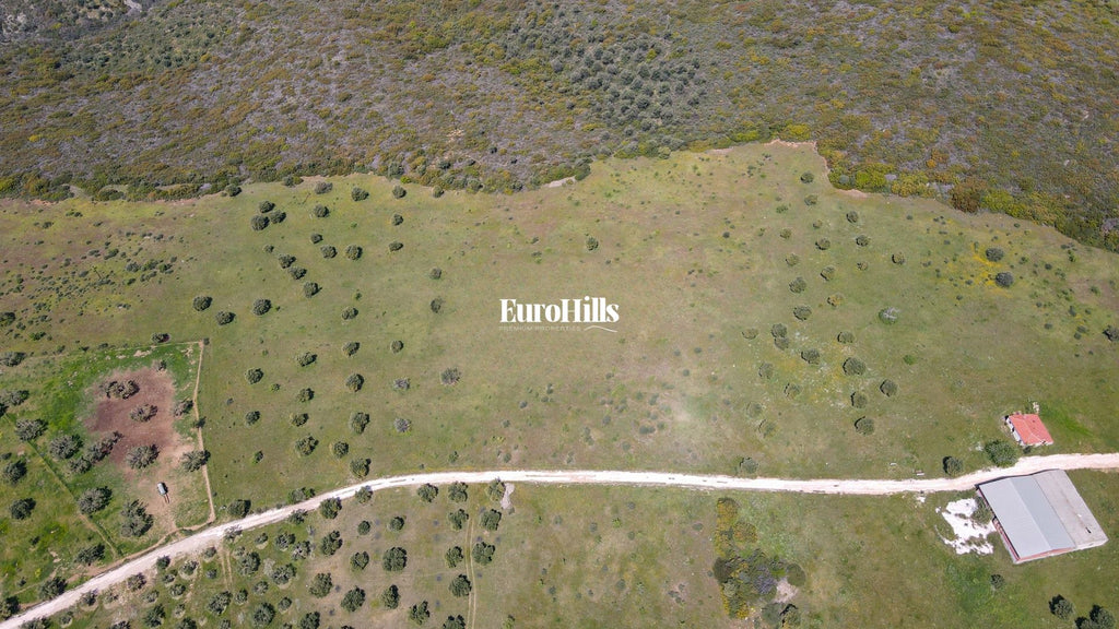 Olive Grove Land 44,063 m² | Coast of Halkidiki Greece