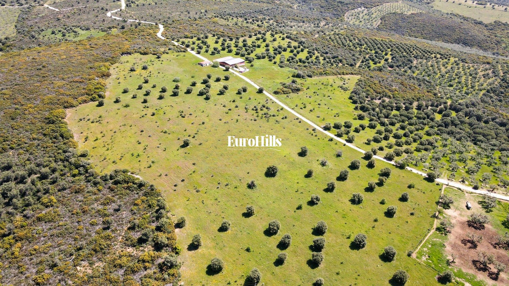 Olive Grove Land 44,063 m² | Coast of Halkidiki Greece